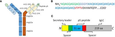 Development and characterization of a prototypic pan-amyloid clearing agent – a novel murine peptide-immunoglobulin fusion